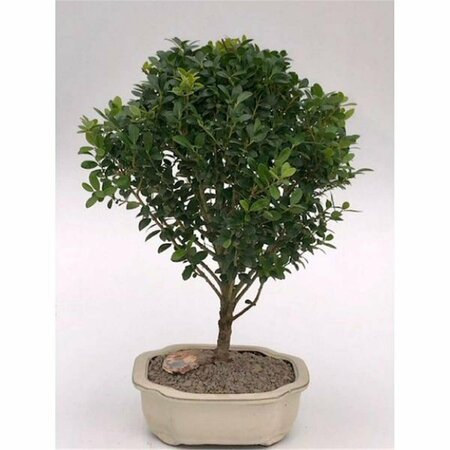 PAISAJE Dwarf Japanese Holly Tree - Ilex Crenata Piccolo PA2806802